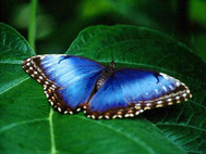 Free Enchanting Butterfly Screensaver screenshot